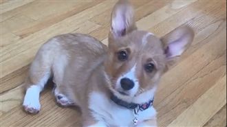 小柯基歪頭嫑嫑「哩洗咧工瞎毀？」