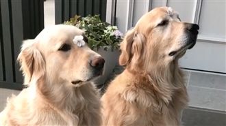 黃金定力大考驗　頂著花花不准動！