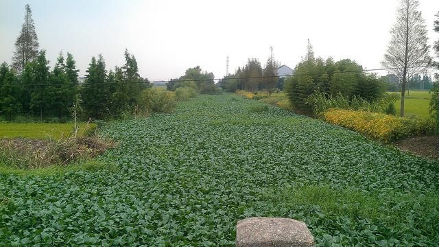 布袋蓮全面攻佔　全台年花上億清理