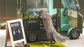 松鼠沙龍照（翻攝squirrels_party_of_two INSTAGRAM