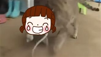 小貓想偷腥！竟遭盆中「這魚」大反擊