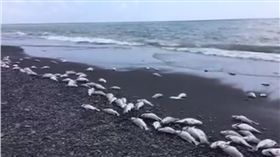 屏東,枋寮,死魚,金目鱸魚,中毒,魚塭