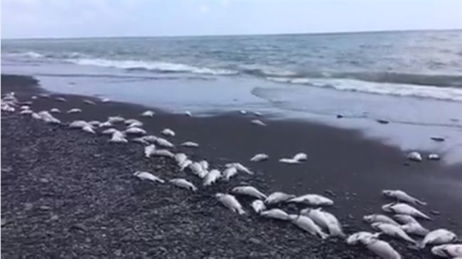 驚！枋寮沙灘死魚綿延3公里