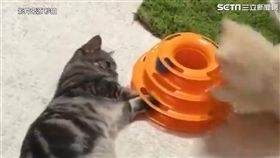 兩隻喵星人的日常 下一秒閃光彈大爆發。（圖／翻攝自秒拍）