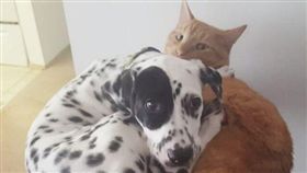 大麥町跟貓咪擠貓跳台。（圖／翻攝自roundofammoandco Instagram）