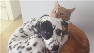 大麥町跟貓硬擠跳台　貓皇：快救我！