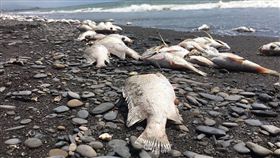 屏東枋寮沙灘推滿鱸魚屍體（圖／翻攝自我是枋寮人臉書）