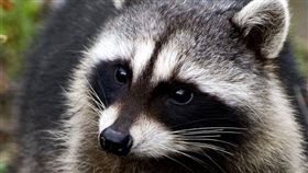 浣熊可愛的模樣興起一陣飼養潮。（示意圖，非當事浣熊／翻攝自大陸網站《動物世界》）