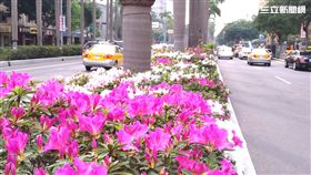 睡醒了嗎？暖冬效應！台北市花4月全面攻佔！（圖／北市公園處）