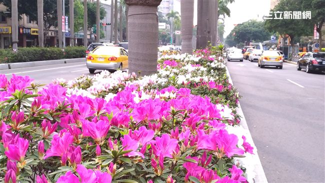 睡醒了嗎？台北市市花4月全面攻佔！