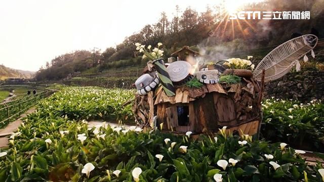 竹子湖海芋美翻！上山探老王移動城堡