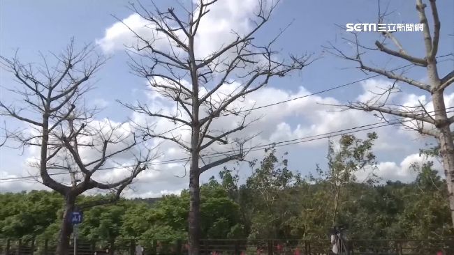 辣手摧花？最美木棉道慘強遭「墮胎」