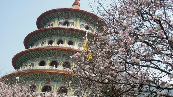 太方便！賞櫻免出國　搭捷運就到