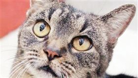 寵物滔客(圖片版權屬於滔客線上雜誌)