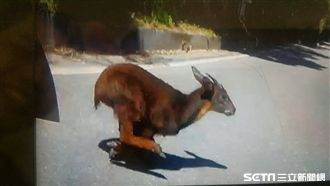 路邊蹦出長鬃山羊　重機撞到慘摔