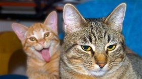 貓咪亂入照。（圖／翻攝自網站《Boredpanda》）