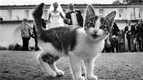 貓咪亂入照。（圖／翻攝自網站《Boredpanda》）