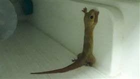 小壁虎／Premkamon Tojamnong臉書