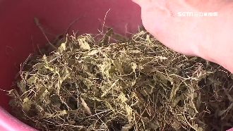 草王現身內湖！1斤4千元民眾搶著要