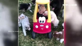 開車兜風被毛小孩包圍　男童無奈跳車