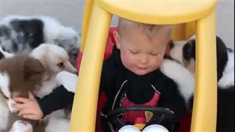 影／汪星人集體攔車討「罐罐過路費」