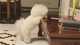 狗,萌,比熊犬,毛孩,寵物,愛上毛們
(圖片來源:臉書@OPet 我寵)