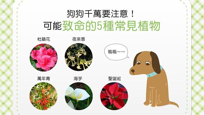 狗狗別靠近！可能致命的5種危險植物