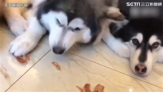 主人想證明地位　卻遭貪吃毛孩這樣做