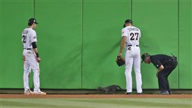 小貓咪闖馬林魚球場（圖／美聯社／達志影像）