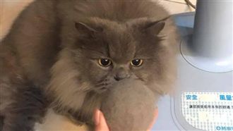 玩具自己做！牠身上的毛製成貓毛球