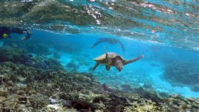 澳洲大堡礁（Great Barrier Reef）珊瑚大規模白化（圖／路透社／達志影像）