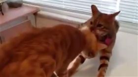 貓,哥,妹,獸醫,指甲剪.抓子,修指甲,剪指甲,檢查,土耳其,伊師坦堡,寵物診所,Caglar Kondu Ozcan 圖／翻攝自Vet Caglar Kondu臉書