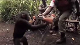 非洲,武裝份子,步槍,開槍,猩猩,決戰猩球,猩球崛起,惡作劇　圖／翻攝自臉書