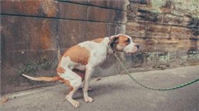 ▲飼主遛狗未清理狗大便，遭民眾指正，飼主竟出拳毆人。（圖／示意圖與新聞事件無關）