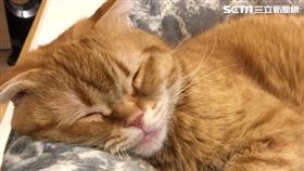 寵物貓小橘子。-貓咪-喵星人-毛小孩-貓皇-貓-（圖／網友BLUE授權提供）