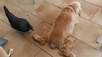 雞啄狗肉掌按摩　汪星人趴地好享受！