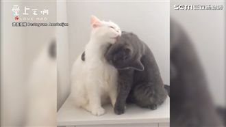 喵星人曬恩愛　還想留草莓　太閃了