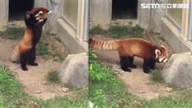 紅熊貓出門被石頭嚇壞　攻擊姿勢超可愛