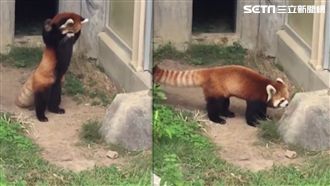 紅熊貓出門被它嚇壞　攻擊姿勢超可愛