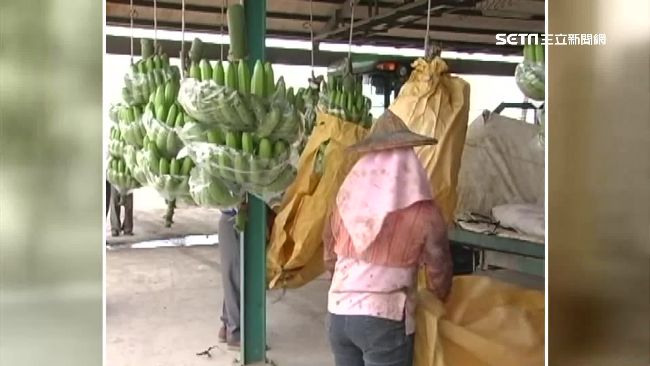 香蕉研究所研發這種蕉　逃過整併命運