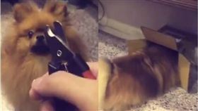 狗狗,指甲剪,汪星人,毛小孩,指甲,UNILAD　圖／翻攝自UNILAD臉書