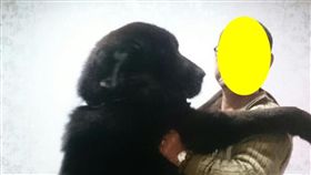 山老鼠養獒犬 雇越南鴛鴦盜林（1）
潘姓山老鼠（圖）飼養一條125公斤重的獒犬當看門狗
，並雇用一對越南籍偷渡、逃逸外勞情侶盜林，由警方
準備狗食、麻醉槍攻堅，一舉擒獲。
（警方提供）
中央社記者江俊亮傳真 106年4月13日