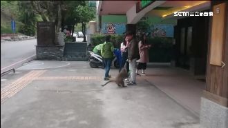 民眾遊太魯閣　手中食物遭獼猴秒搶