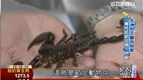 蛇蠍龜另類寵物 細紋藍舌蜥罕見