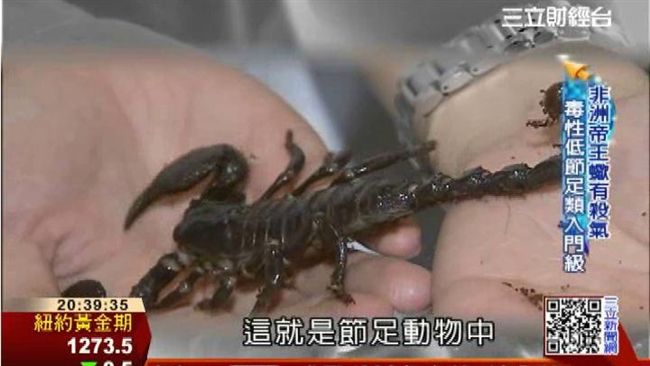 聯航又出包！乘客搭飛機竟被蠍子螫傷