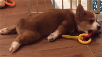 萌柯基玩到沒電　一秒臥倒裝死！