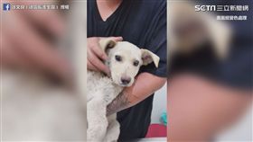 被橡皮筋套頭的浪浪
（圖／翻攝臉書）