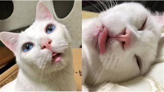 高傲喵星人大崩壞　超醜睡姿曝光！