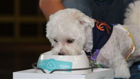 狗、毛小孩，飼料、台灣首創「客製化」犬糧問市記者會（攝影／記者林顥宗）