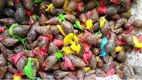 彩色蝸牛（圖／翻攝自大陸成都商報）